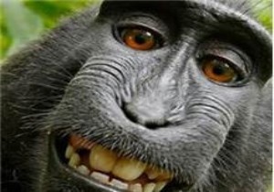 Selfie çeken makak maymunu ortalığı fena karıştırdı!