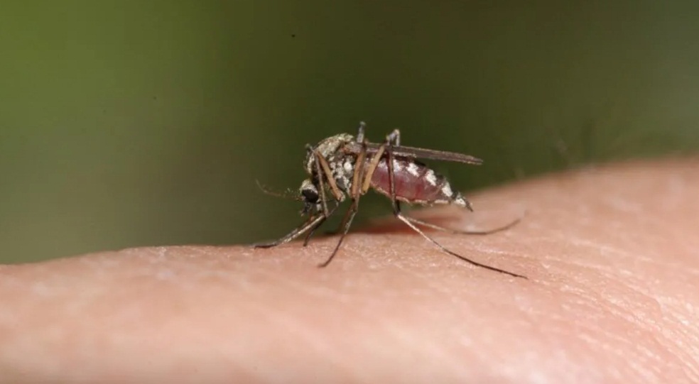 İstilacı sivrisinek uyarısı: Türkiye risk altında!