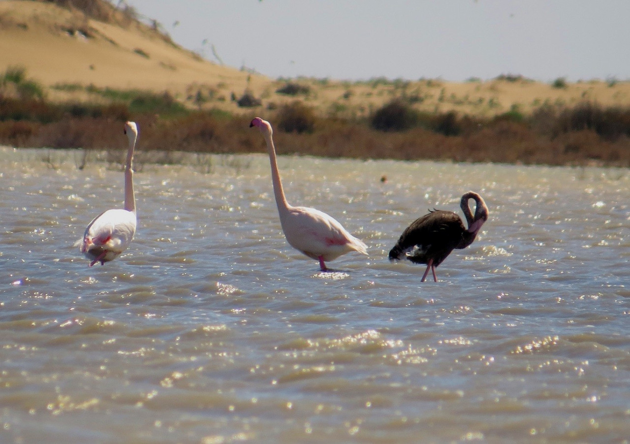 Nadir görülen siyah flamingo tekrar Türkiye de!