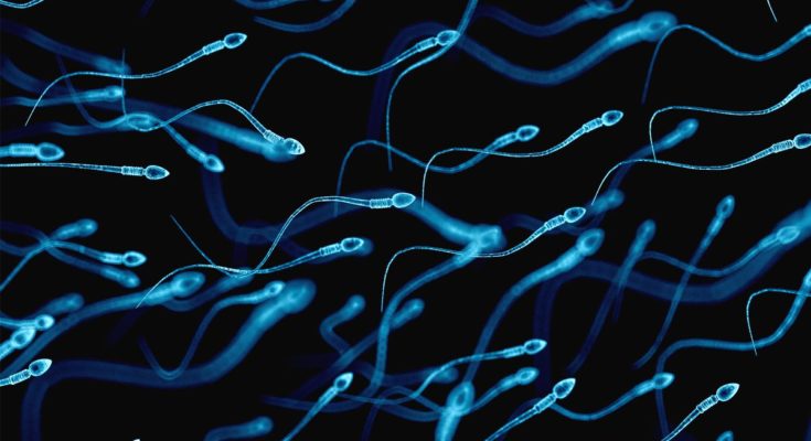 Sperm sayısında son 50 yılda önemli düşüş