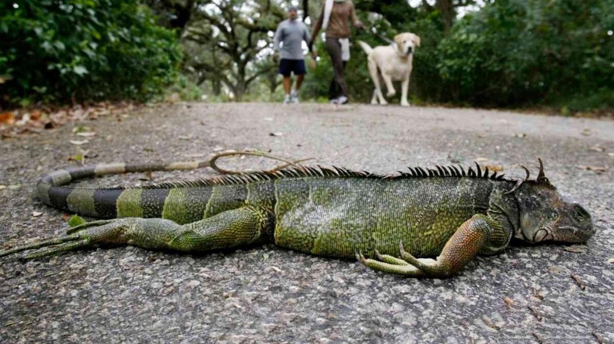 ABD  de yetkililer uyardı: Gökten iguana yağabilir