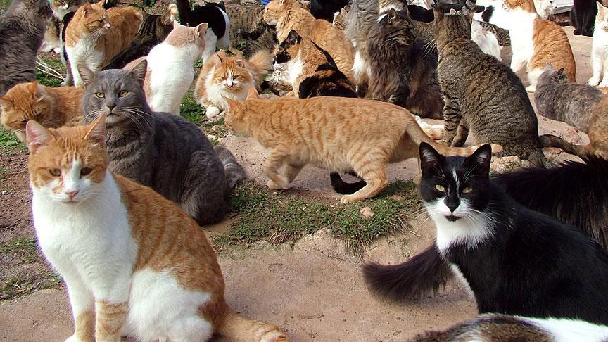 Yüzlerce kedi  kuş gribi  karantinasına alındı