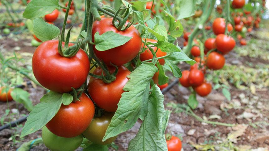 Rusya nın domates üretimi artıyor