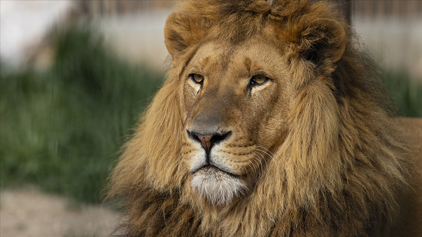 Nijerya da hayvanat bahçesindeki bakıcı, aslanın saldırısı sonucu öldü