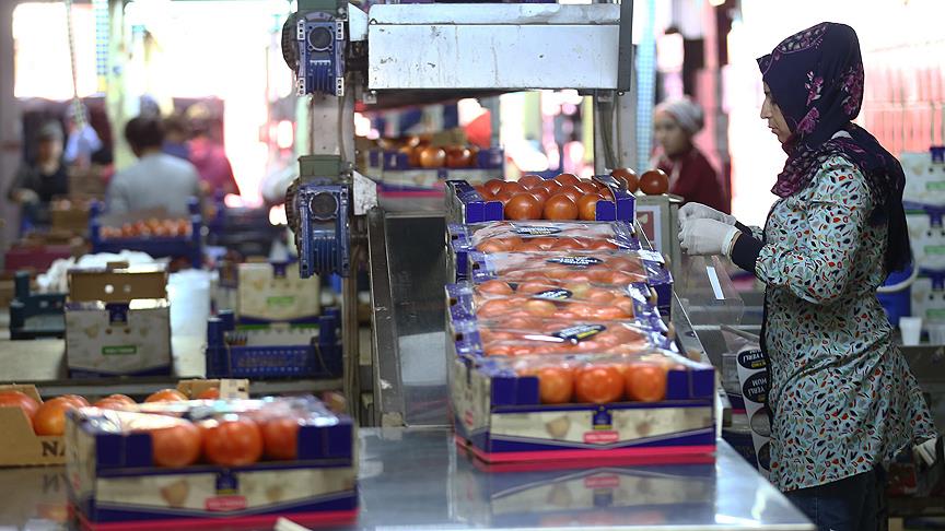 Rusya domates ithalatını arttırabilir