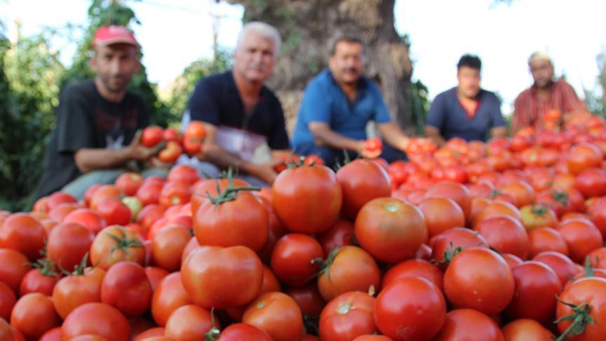 Rusya Türkiye den domates ithalatını 2 kat artırıyor