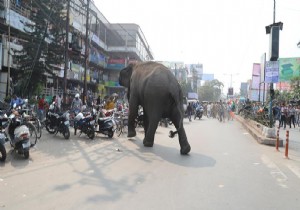Hindistan da  fil  dehşeti