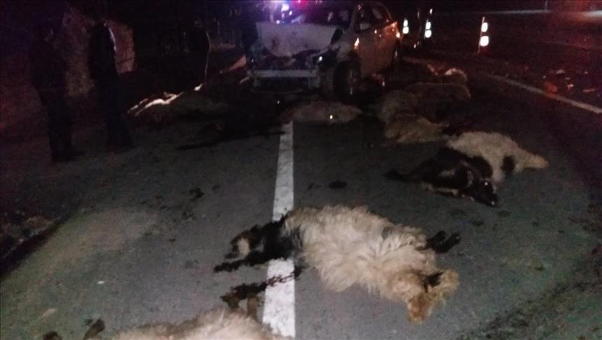 Otomobilin çarptığı sürüde 41 koyun telef oldu