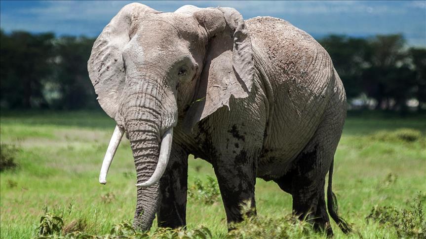 Kenya da 3 ayda 26 fil öldü
