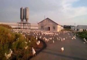 Ukrayna da çiftlik bombalandı! Binlerce tavuk...
