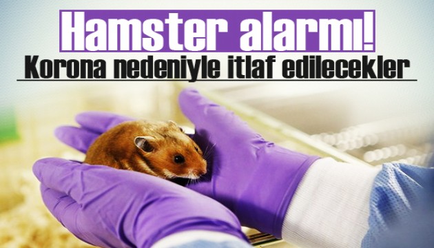 Hong Kong'da hamster alarmı! Korona nedeniyle itlaf edilecek