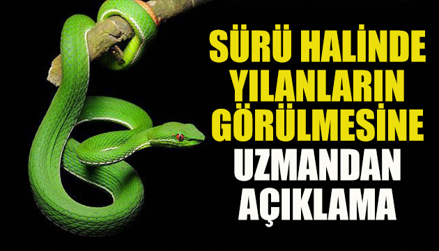 Sürü halinde yılanların görülmesine uzmandan açıklama