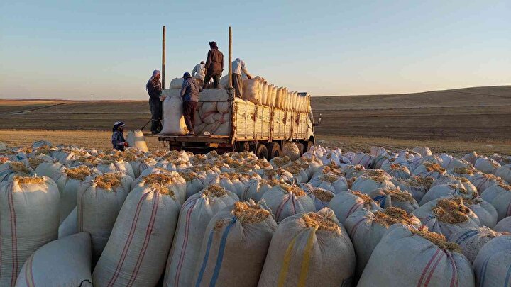 Ay ışığında çalışıyorlar: Günlük kazançları 500 lira - 4. fotoğraf