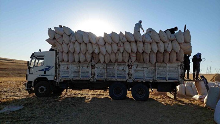 Ay ışığında çalışıyorlar: Günlük kazançları 500 lira - 1. fotoğraf