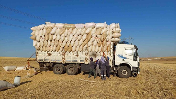 Ay ışığında çalışıyorlar: Günlük kazançları 500 lira - 6. fotoğraf