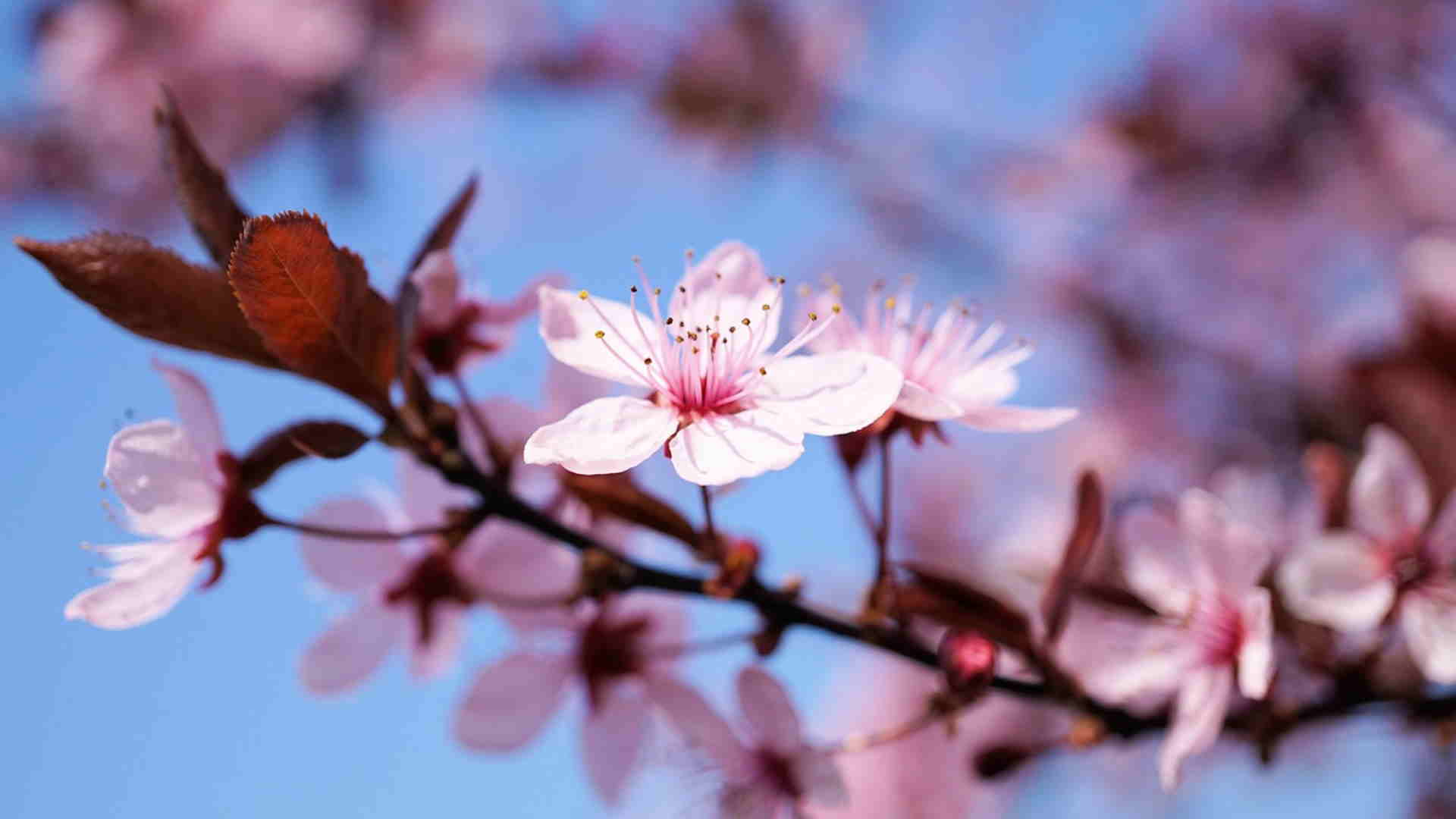 Türk dünyasının birliğinin ve kardeşliğinin bayramı...  Nevruz - 10. fotoğraf