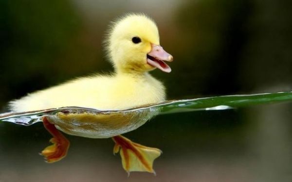 BUNLARI BİLİYOR MUYDUNUZ? FOTOKOPİ MAKİNELERİ İNSANLARIN POPOLARININ... - 11. fotoğraf