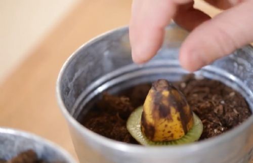 MUCİZEYE ŞAHİT OLABİLİRSİNİZ!... MUZ VE KİVİYİ SAKSIYA EKİN! SONUCU GÖRÜNCE ÇOK ŞAŞIRACAKSINIZ! - 5. fotoğraf