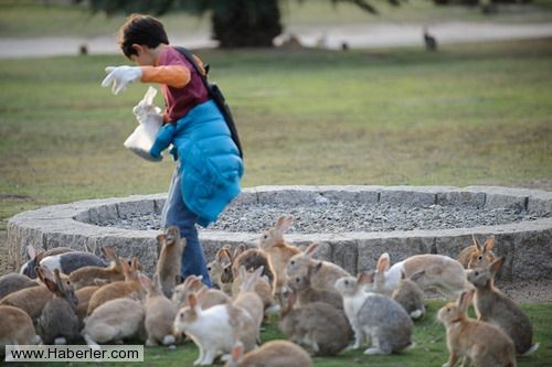 SADECE TAVŞANLARIN YAŞADIĞI ADADAN ŞAŞIRTAN MANZARALAR - 2. fotoğraf