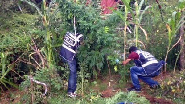 Ünlü Oyuncunun Boğaz Manzaralı Villasında Esrar Bahçesi! - 3. fotoğraf