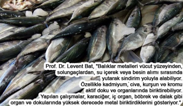 Balığı Böyle Pişirmeyin Faydası YOK! - 7. fotoğraf