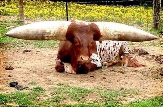 BUNLARI BİLİYOR MUYDUNUZ? FOTOKOPİ MAKİNELERİ İNSANLARIN POPOLARININ... - 15. fotoğraf