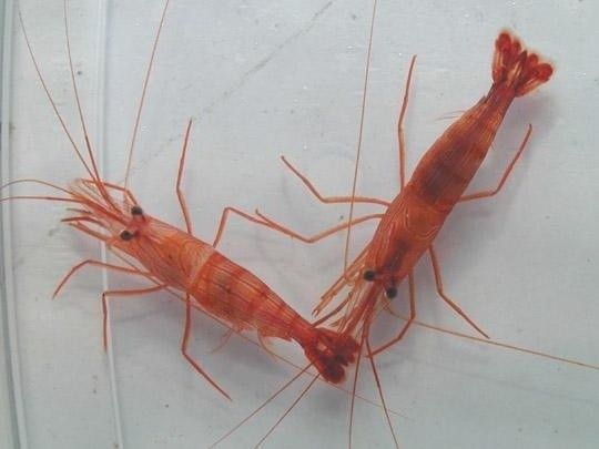HERKES ÇAKMAK CEBİ ZANNEDİYOR AMA... KOT PANTOLONLARDAKİ KÜÇÜK CEP BAKIN NE İÇİN TASARLANMIŞ... - 10. fotoğraf