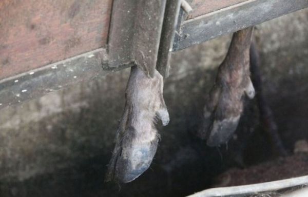 Cinsel Güç İçin Geyiklerin Boynuzları Kesiliyor..! - 6. fotoğraf