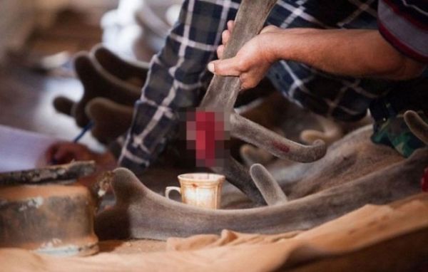 Cinsel Güç İçin Geyiklerin Boynuzları Kesiliyor..! - 8. fotoğraf