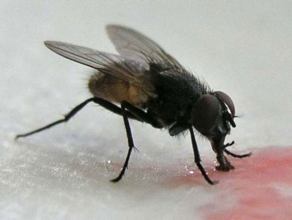 Sinekler Ellerini Ovuşturmasının Sebebi Nedir?.. - 10. fotoğraf