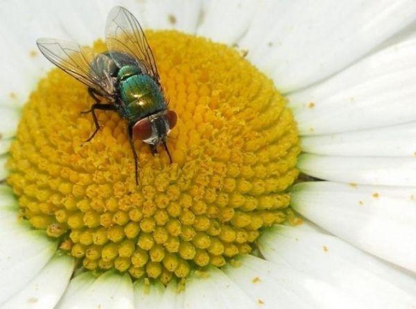 Sinekler Ellerini Ovuşturmasının Sebebi Nedir?.. - 9. fotoğraf