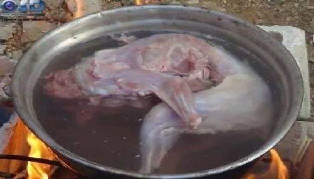 Artık açlıktan kedi yiyorlar!