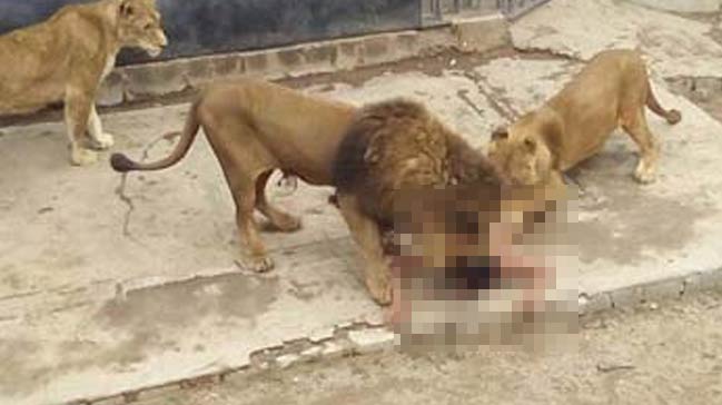 İntihar için aslan kafesine girdi!