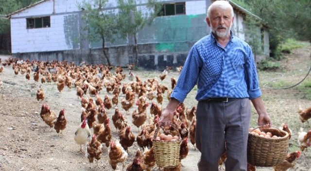 Tavuklara gözü gibi bakıyor!