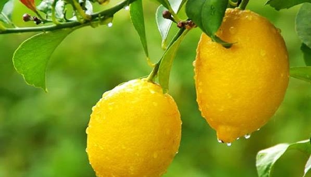  Limon altın çağını yaşıyor 