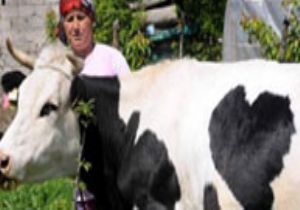 Otomobil Fiyatına Dana