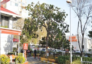 Zeki Müren in  Manolyası na Büyük Koruma!