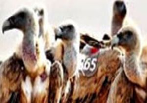  Mossad Casusu  Akbaba Gözaltında