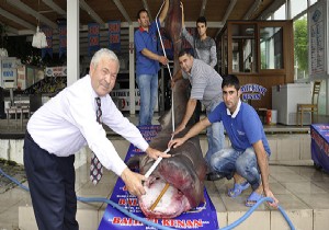 Yakaladığı Köpek Balığı Kanser Hastalarına Şifa Olacak!