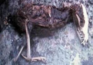 Dinozor mu, Kuş mu ?