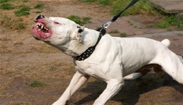 Cesetlerini Köpeklere Yedirdiler!