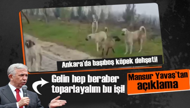 Ankara'da başıboş köpek dehşeti... Mansur Yavaş'tan açıklama: Gelin hep beraber toparlayalım bu işi!