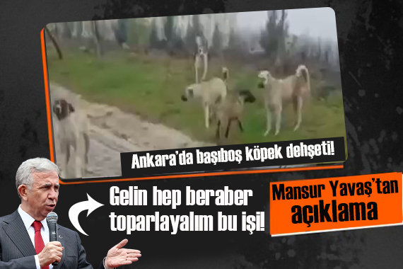 Ankara da başıboş köpek dehşeti... Mansur Yavaş tan açıklama:  Gelin hep beraber toparlayalım bu işi!