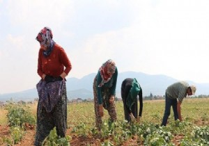  Fiyatı altınla ölçülen ürün de hasat zamanı