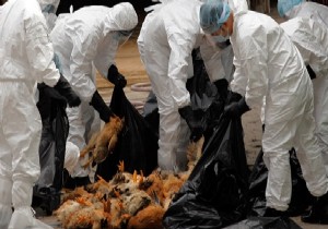 Balıkesir deki  kuş gribi  kontrol altına alındı!