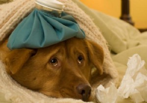 Domuz gribinden sonra  Köpek Gribi  salgını!