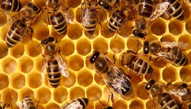 Propolis Neye İyi Gelir?