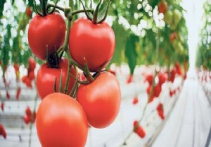 Domates ve Biberde İnanılmaz Ucuzluk...