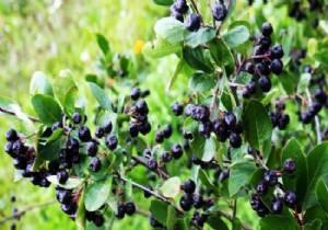  Aronia  Meyvesi Kanser Düşmanı Çıktı!