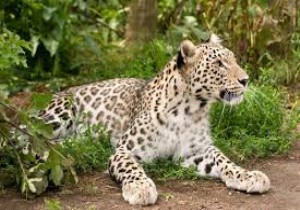 Şok...Kar Leoparının Nesli Tükenmek Üzere...
